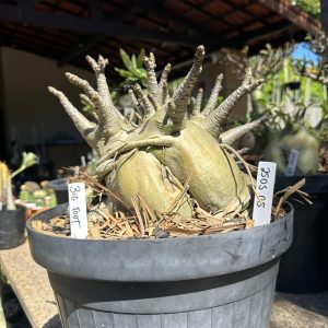 2505 05 Arabicum Big Foot - Adulta