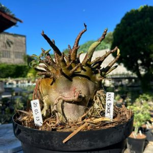 2505 15 Arabicum Nix Black  - Adulta