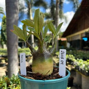 2605 04 Arabicum Oniyx F3