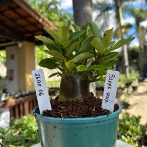 2605 06 Arabicum Black Hulk F3