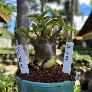 2605 07 Arabicum Nom Sod DD F3