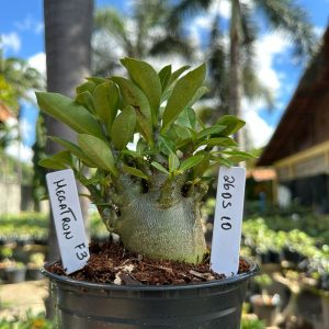 2605 10 Arabicum  Megatron f3