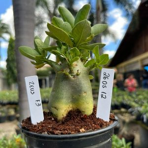 2605 12 Arabicum Zeus F3