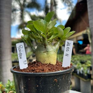 2605 11 Arabicum  Poseidon f3