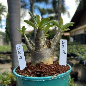 2605 08 Arabicum Zeus f3