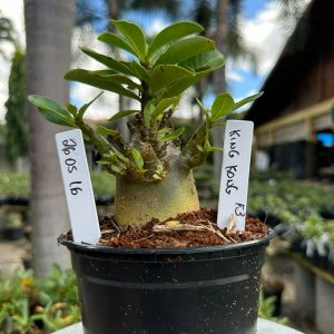 2605 16 Arabicum King Kong F3