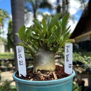 2605 22 Arabicum King Kong F3