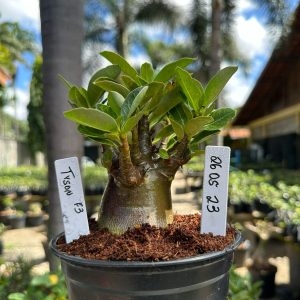 2605 23 Arabicum Tyson F3