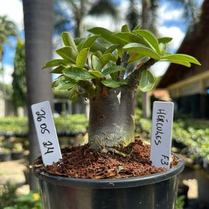 2605 24 Arabicum Hércules F3