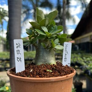 2605 25 Arabicum Minotauro F3