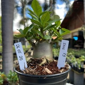 2605 20 Arabicum Zeus f3