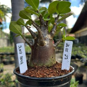 2605 27 Arabicum Black Hawk F3