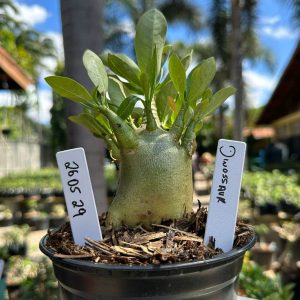 2605 29 Arabicum Dinossaur F3