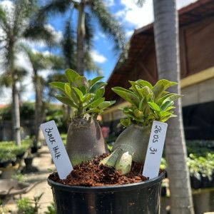 2605 31 Arabicum Black Hulk F3