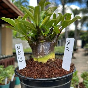 2605 32 Arabicum Onyx F3