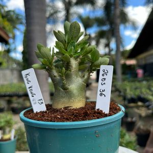 2605 36 Arabicum  King kong F3