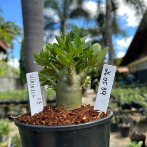 2605 39 Arabicum Hércules Red f3