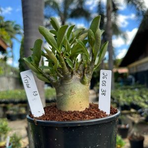 2605 38 Arabicum Tyson F3