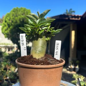 2605 44 Arabicum Hesfero F3