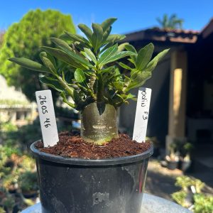 2605 46 Arabicum Odin Black F3