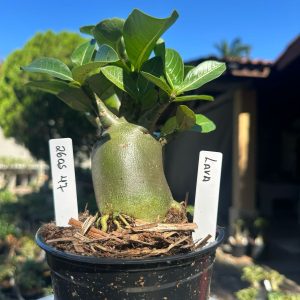 2605 47 Arabicum Lava F3