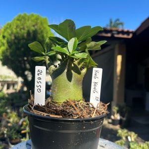 2605 50 Arabicum King kong F3