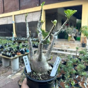 2605 16 Rosa do Deserto Ceu Estrelado Caudex arabicum