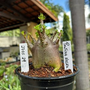 2705 29 Arabicum Pantera negra F3