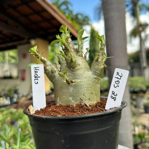 2705 28 Arabicum Hades F3