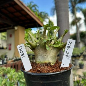 2705 27 Arabicum Dobby F3