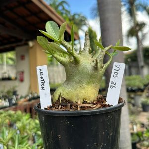 2705 26 Arabicum Megatron F3