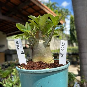 2705 30 Arabicum Ultron F3