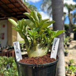 2705 18 Arabicum Dinossaur F3