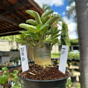 2705 17 Arabicum Rbl F3
