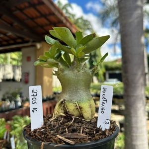 2705 16 Arabicum Minotauro f3