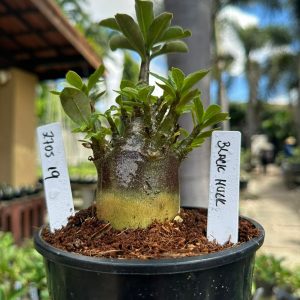 2705 19 Arabicum Black Hulk F3