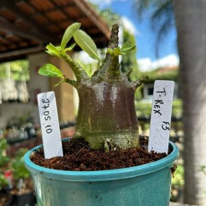 2705 10 Arabicum T-Rex F3