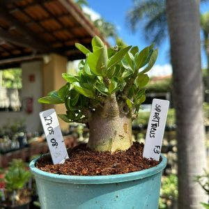2705 08 Arabicum Spartacus F3