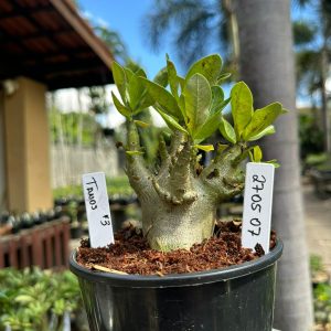 2705 07 Arabicum Tanos F3