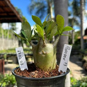2705 03 Arabicum Red Poseidon f3