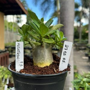 2705 05 Arabicum Megatron F3