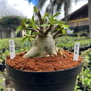 2805 08 Arabicum Ddc Pura - Adulta