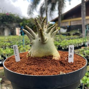 2805 06 Arabicum Hercules - Adulta