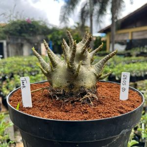2805 05 Arabicum Tank - Adulta