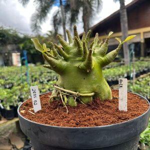 2805 02 Arabicum Hulk - Adulta