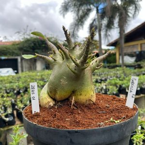 2805 01 Arabicum Godzilla - Adulta