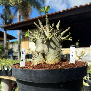 2805 18 Arabicum Darckseid - Adulta