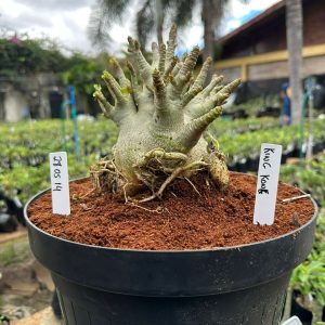 2805 14 Arabicum King Kong - Adulta