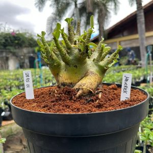 2805 11 Arabicum Maverick - Adulta