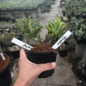 2805 40 Arabicum Bizão F3